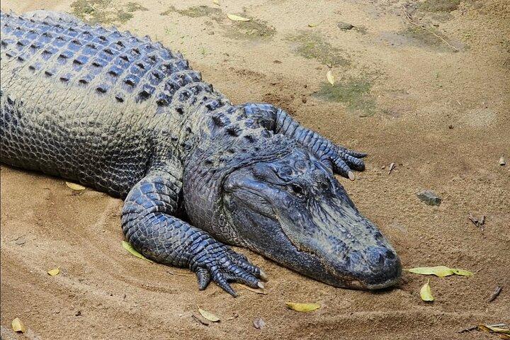 Mauritius South Adventure Crocodile Park Rhum Tasting and Lunch