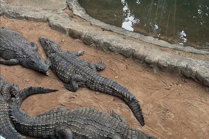 Mauritius South Adventure Crocodile Park Rhum Tasting and Lunch