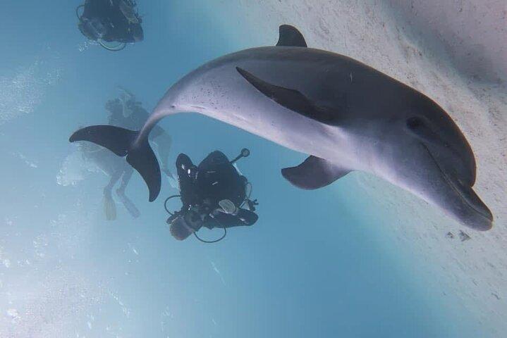 Swim with Dolphins at Dolphin House Hurghada Snorkeling Cruise