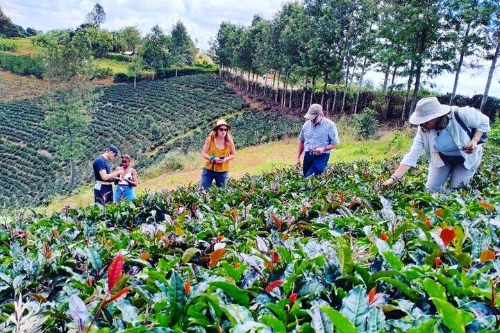 Nairobi Purple Tea Farm Day Trip