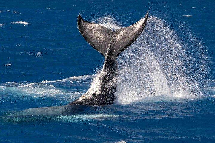 Humpback Whale Watch Tour