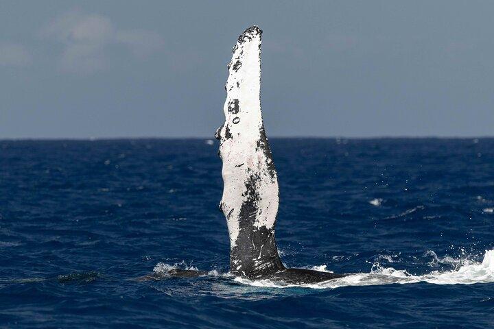 Humpback Whale Watch Tour