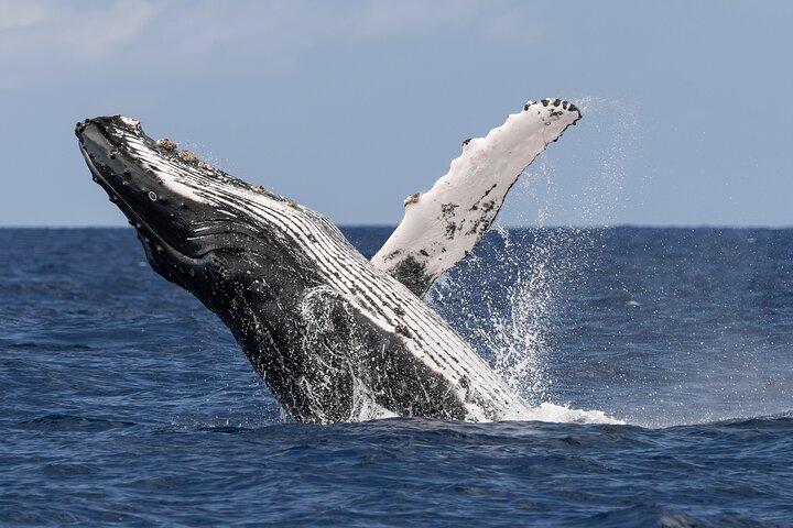 Humpback Whale Watch Tour