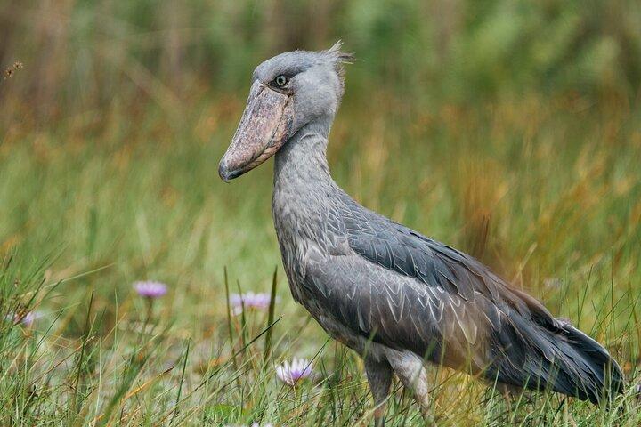 Mabamba Shoebill Private Tour with Homemade Cake