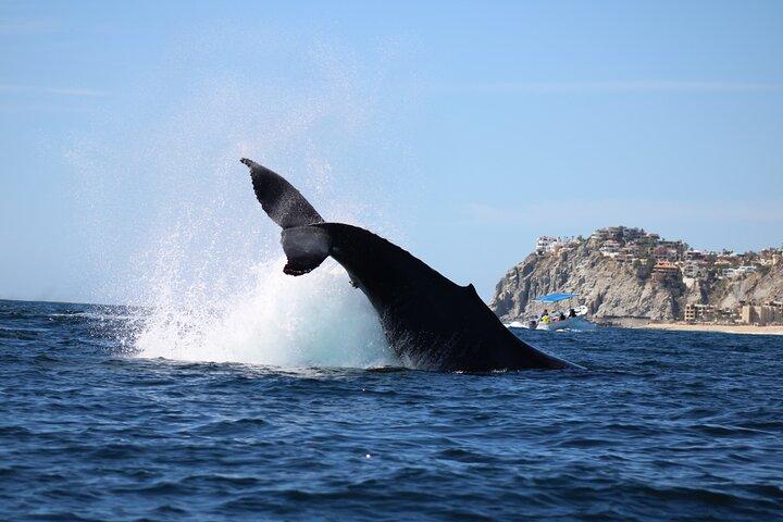 Whale Watching in Cabo San Lucas