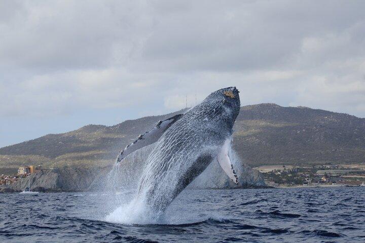 Whale Watching in Cabo San Lucas