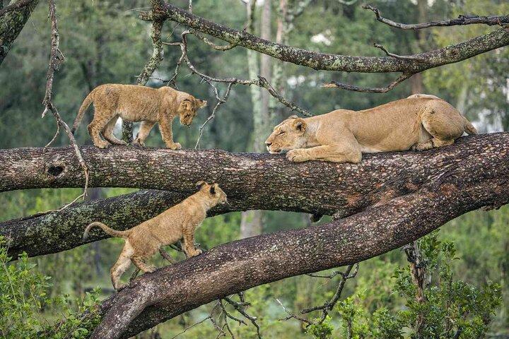 2 Days Safari Adventure in Serengeti National Park