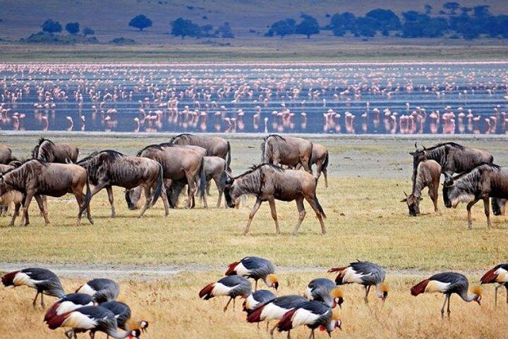 4 Day Joining Safari of Wild Wonders Serengeti and Ngorongoro