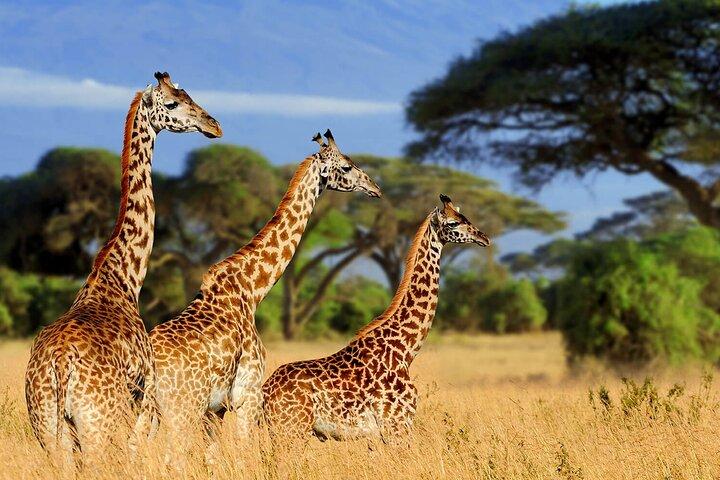 3-Day Serengeti and Ngorongoro Crater Safari Adventure