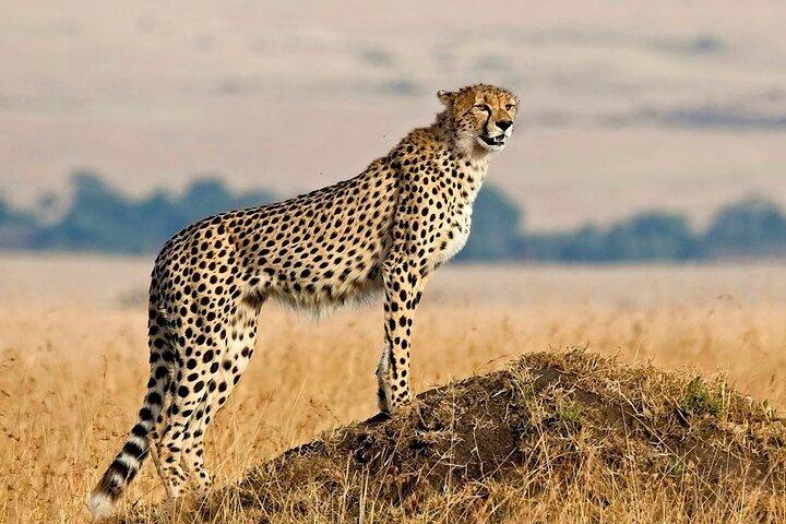 3-Day Serengeti and Ngorongoro Crater Safari Adventure