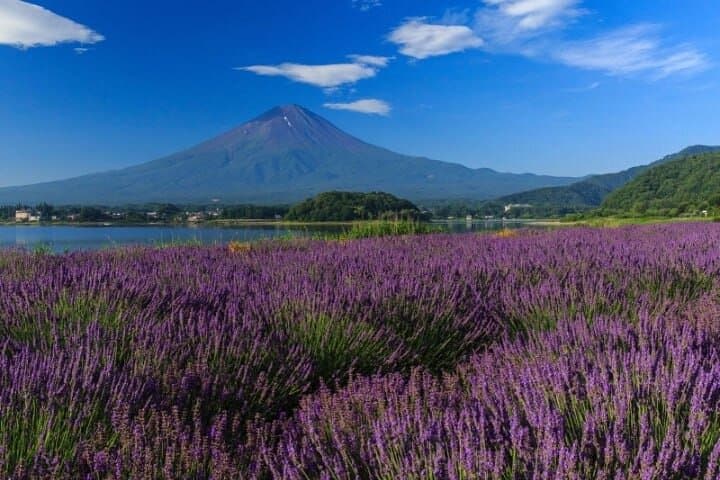 Private Mt Fuji Tour with English Speaking Driver