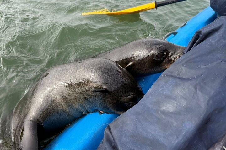 Seal Kayaking at Pelican Point from Walvis Bay