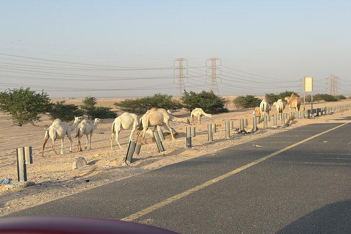 Authentic Kuwait Experience — Culture, Local Food & Local Vibes