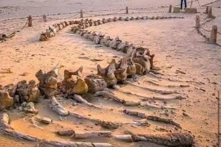 Private tour Fayoum oasis, whale valley, 10% to stray animals