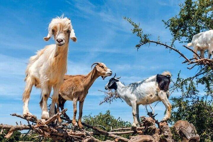 Paradise Valley Excursion with Goats in Trees & berber breakfast
