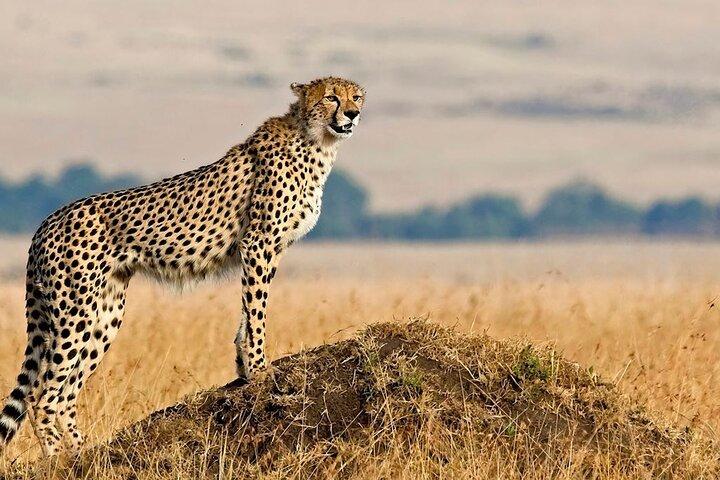 Unforgettable Mikumi Day Safari
