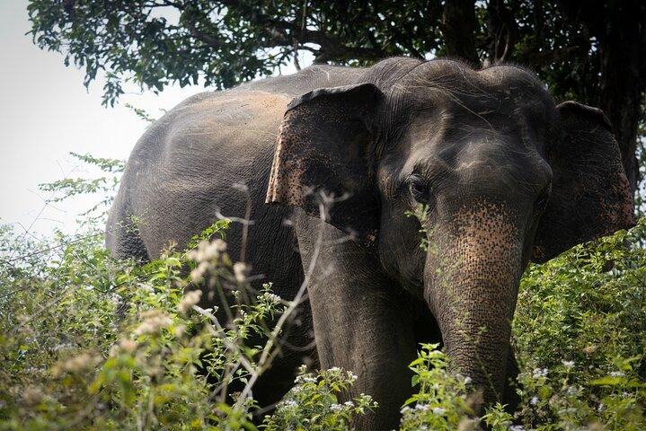 Exclusive 3-Hour Private Jeep Safari at Udawalawe National Park