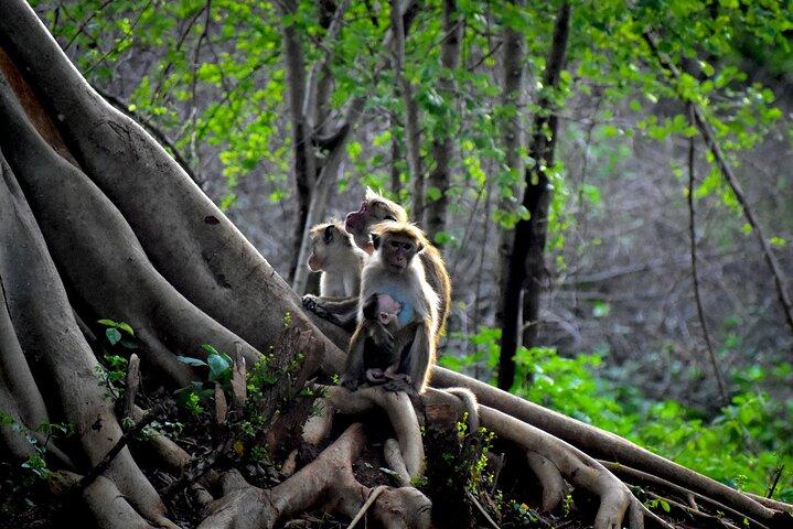 Exclusive 3-Hour Private Jeep Safari at Udawalawe National Park