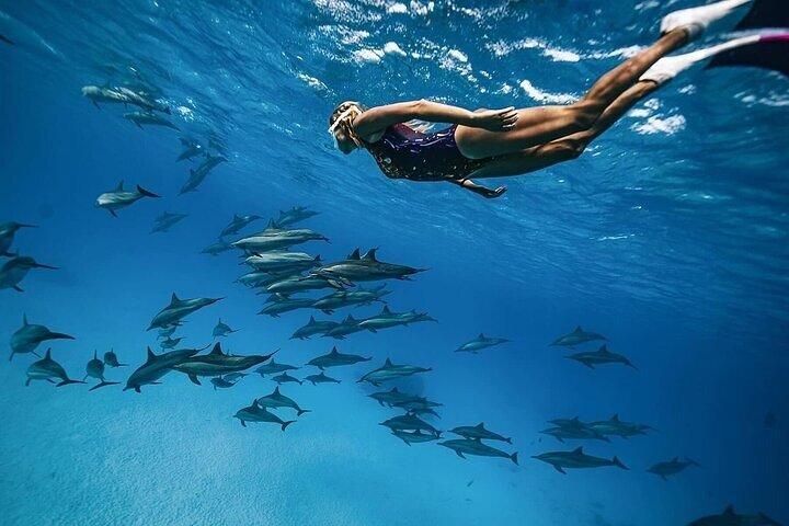 Dolphin HouseTrip & Snorkeling Excursion in Hurghada