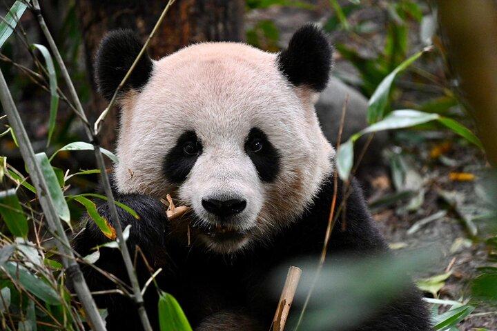 Chengdu Panda Park Bus Tour with Option Leshan Giant Buddha