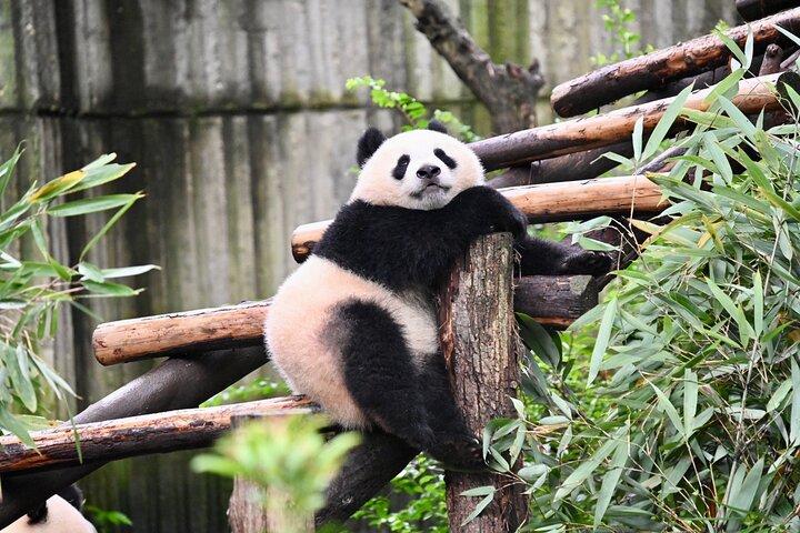 Chengdu Panda Park Bus Tour with Option Leshan Giant Buddha