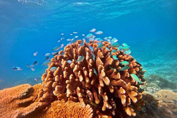 Great Barrier Reef Small Group Snorkelling Adventure