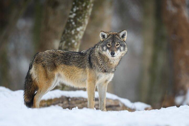 Half-Day Grand Teton Wildlife Safari & Sightseeing Tour