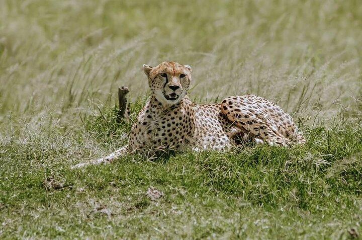 Tsavo East Full-Day Safari from Mombasa or Diani beach