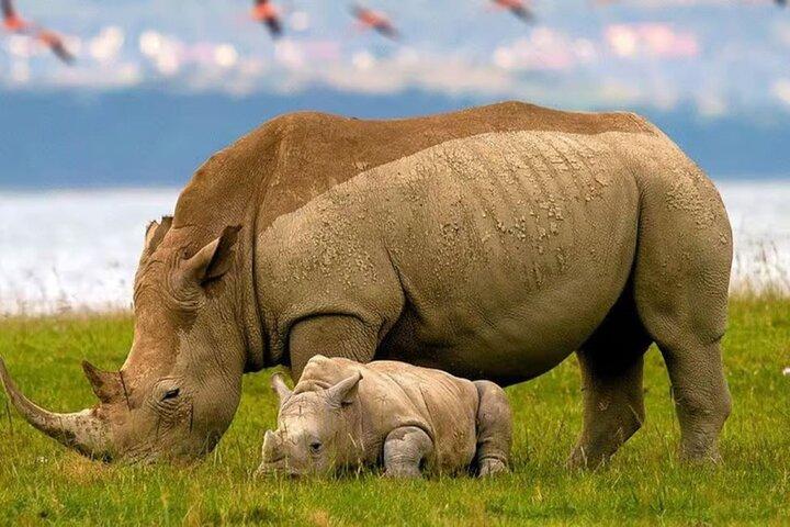 Lake Nakuru National Park & Lake Naivasha Boat Ride: Day Trip
