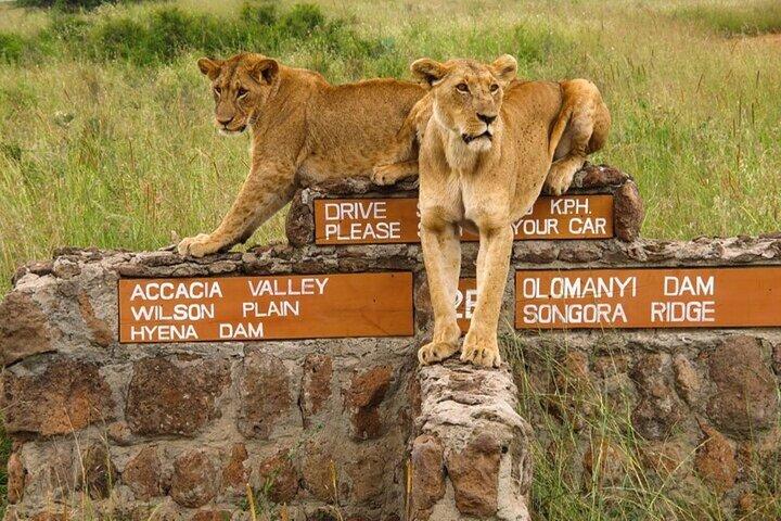 Nairobi National Park Safari- Big 4 Adventure Just Minutes Away