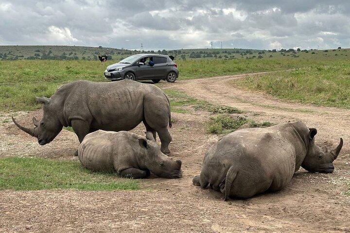 Nairobi National Park Safari- Big 4 Adventure Just Minutes Away