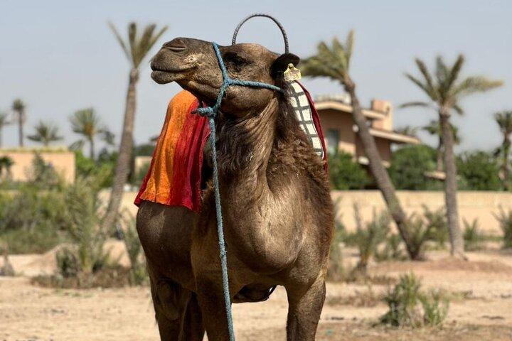 Marrakech Palmeraie Quad Bike & Jbilat Desert Adventure