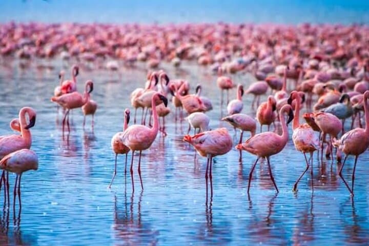 6 Days Masai Mara Lake Nakuru and Lake Naivasha Safari