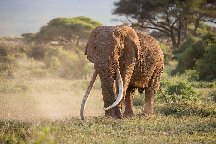 Amboseli National Park 4WD Tour from Nairobi