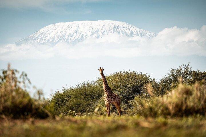 Amboseli National Park 4WD Tour from Nairobi