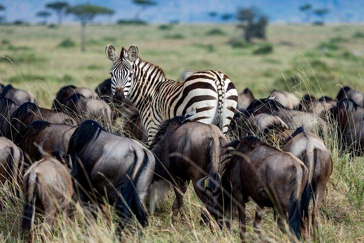 Amboseli National Park 4WD Tour from Nairobi