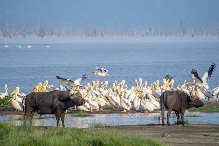 Shared Naivasha Safari Adventure Tour by 4WD