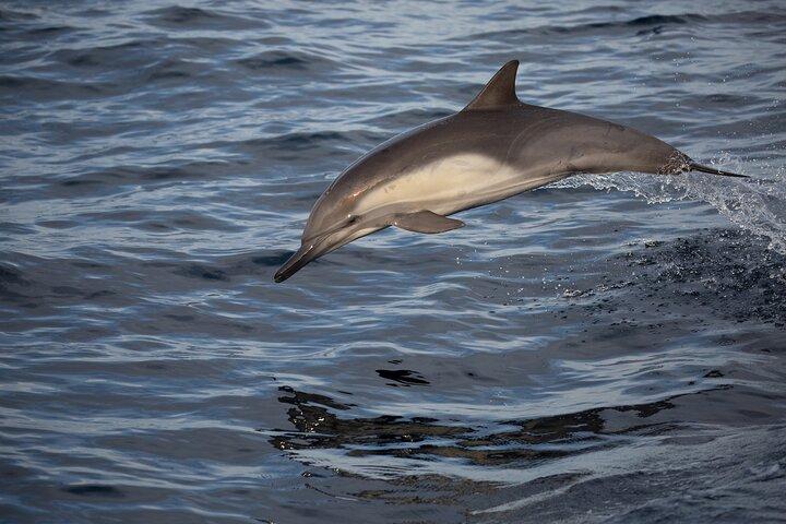 San Diego Dolphin Watch Sunset Cruise on Legacy Whale Watch