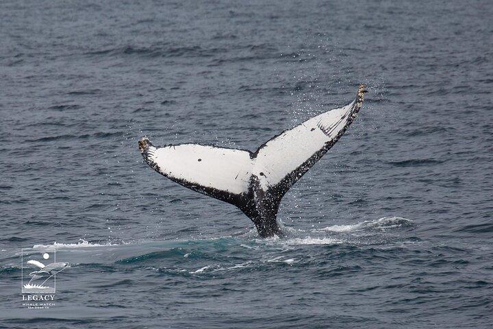 San Diego: 3 Hour Whale Watch Cruise with Legacy Whale Watch