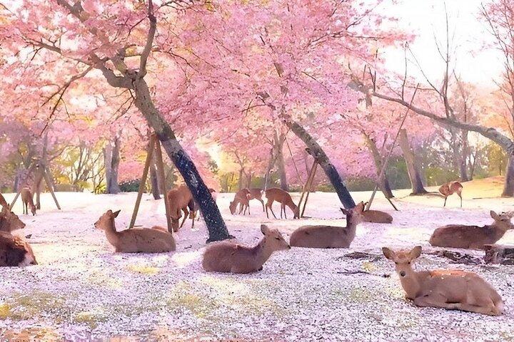 Nara Unlocked With a Private Car Tour from Kyoto by Guide