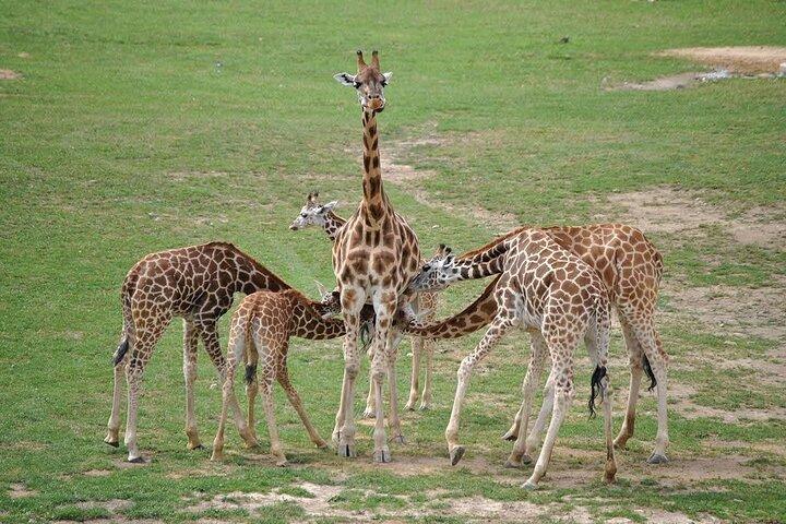 Nairobi City Tour and Giraffe Center Tour