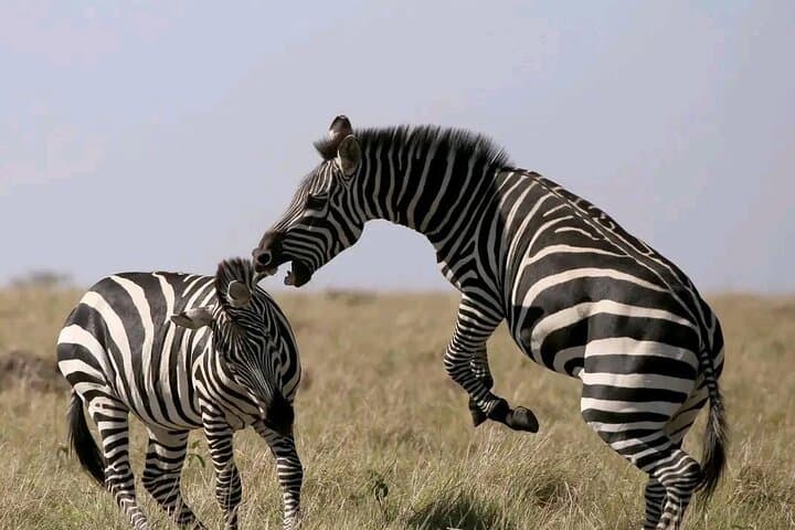 3 Days 2 Nights Masai Mara Safari Witness the Jungle Experience