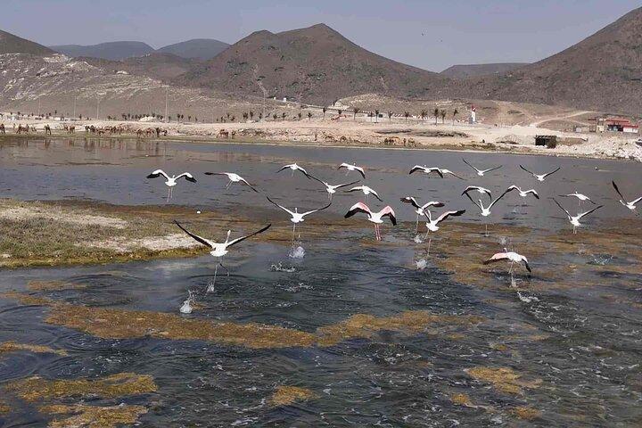 Salalah: Fazayah Beach, Blowholes & Coastal Cliffs - Private Tour
