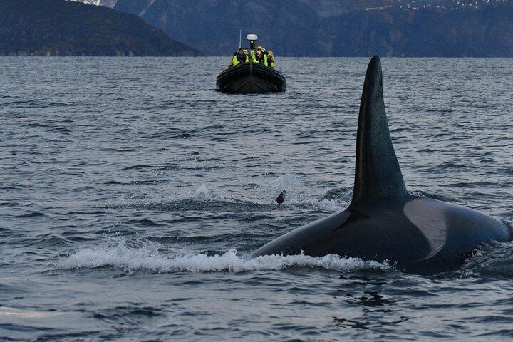 Tromso Skjervoy Whale Watching on RIB Boat