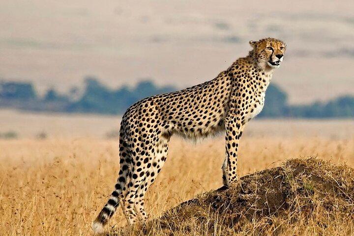 2 Days Safari Adventure in Serengeti National Park