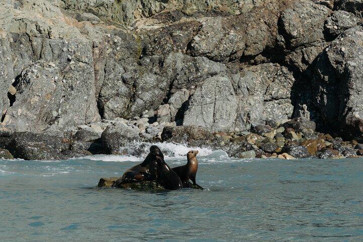Dolphin and Sea Lion Tour of Catalina Island