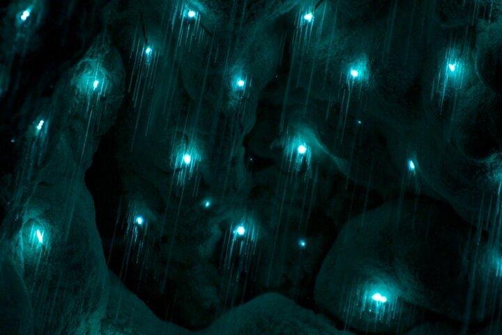 Waiomio Kawiti Glowworm Cave & Ngawha Hot Springs day tour