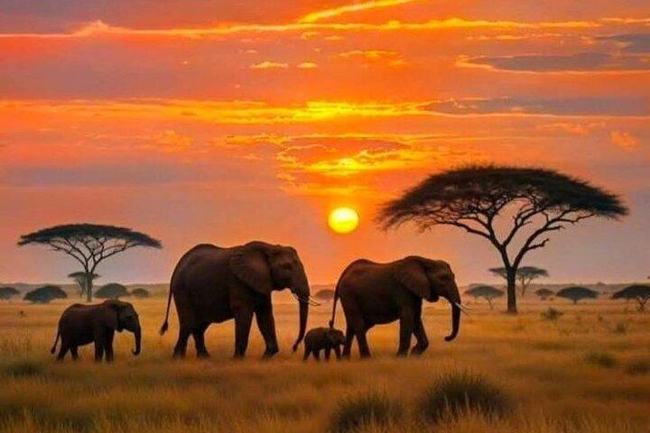 3 Day Amboseli Group Safari