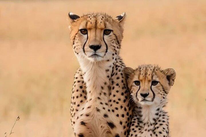 3 Day Amboseli Group Safari