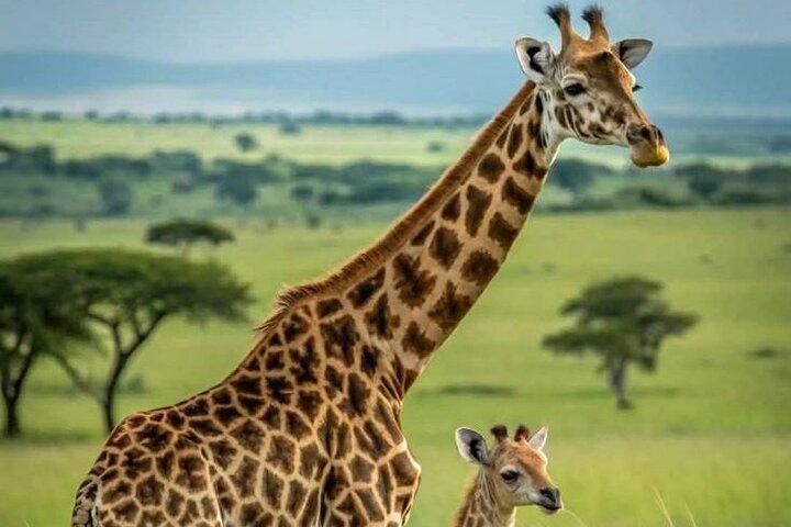 3 Day Amboseli Group Safari